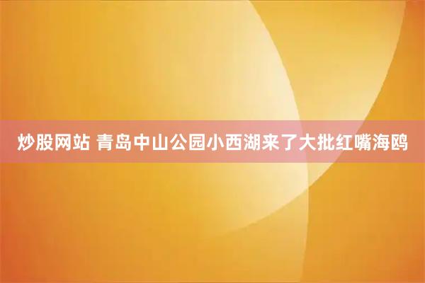 炒股网站 青岛中山公园小西湖来了大批红嘴海鸥